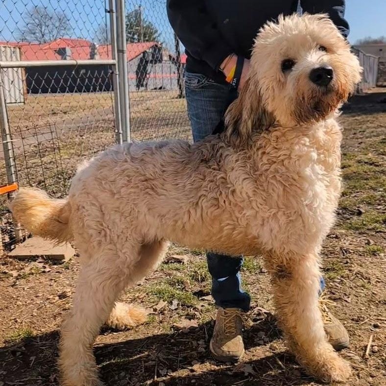 Banjo, ADOPTABLE, Young Male Standard Poodle & Saint Bernard.
