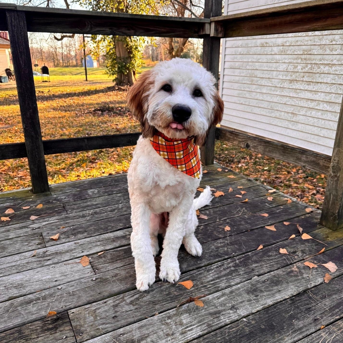 Enlarge Banjo, a ADOPTABLE mixed breed in Metropolis, IL image 2/2