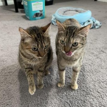 Enlarge M&M & Lindale, a Adoptable mixed breed in NOTTINGHAM, MD image 2/6