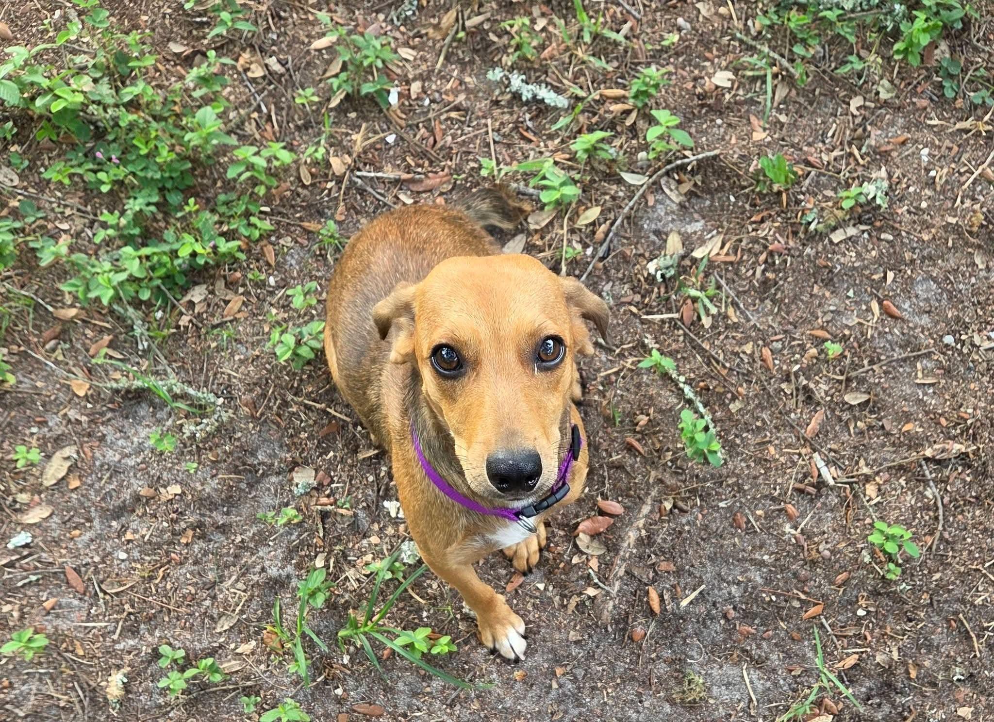 Enlarge Anya, a Adoptable mixed breed in Fort Walton Beach, FL image 4/5