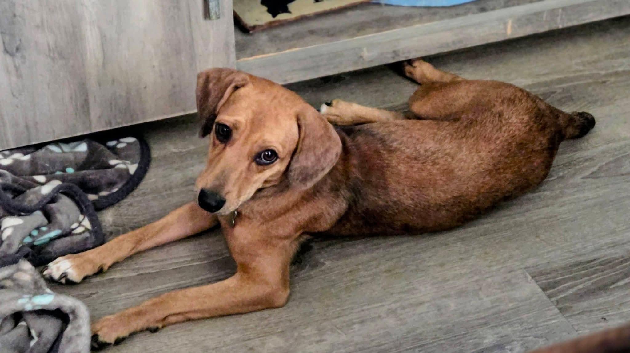 Enlarge Anya, a Adoptable mixed breed in Fort Walton Beach, FL image 2/5
