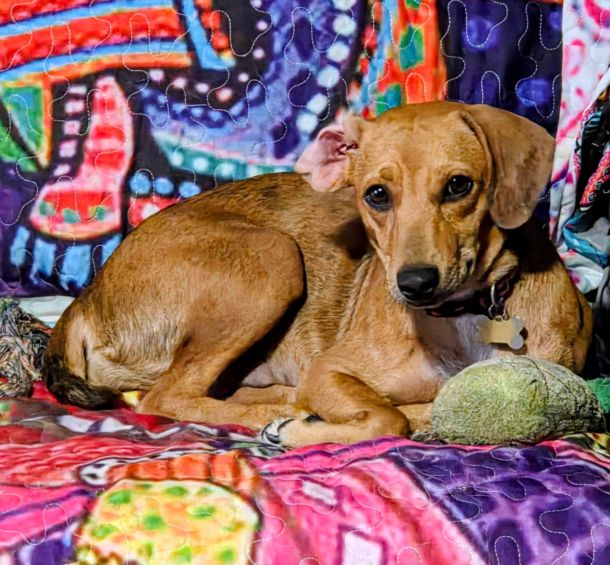 Enlarge Anya, a Adoptable mixed breed in Fort Walton Beach, FL image 5/5