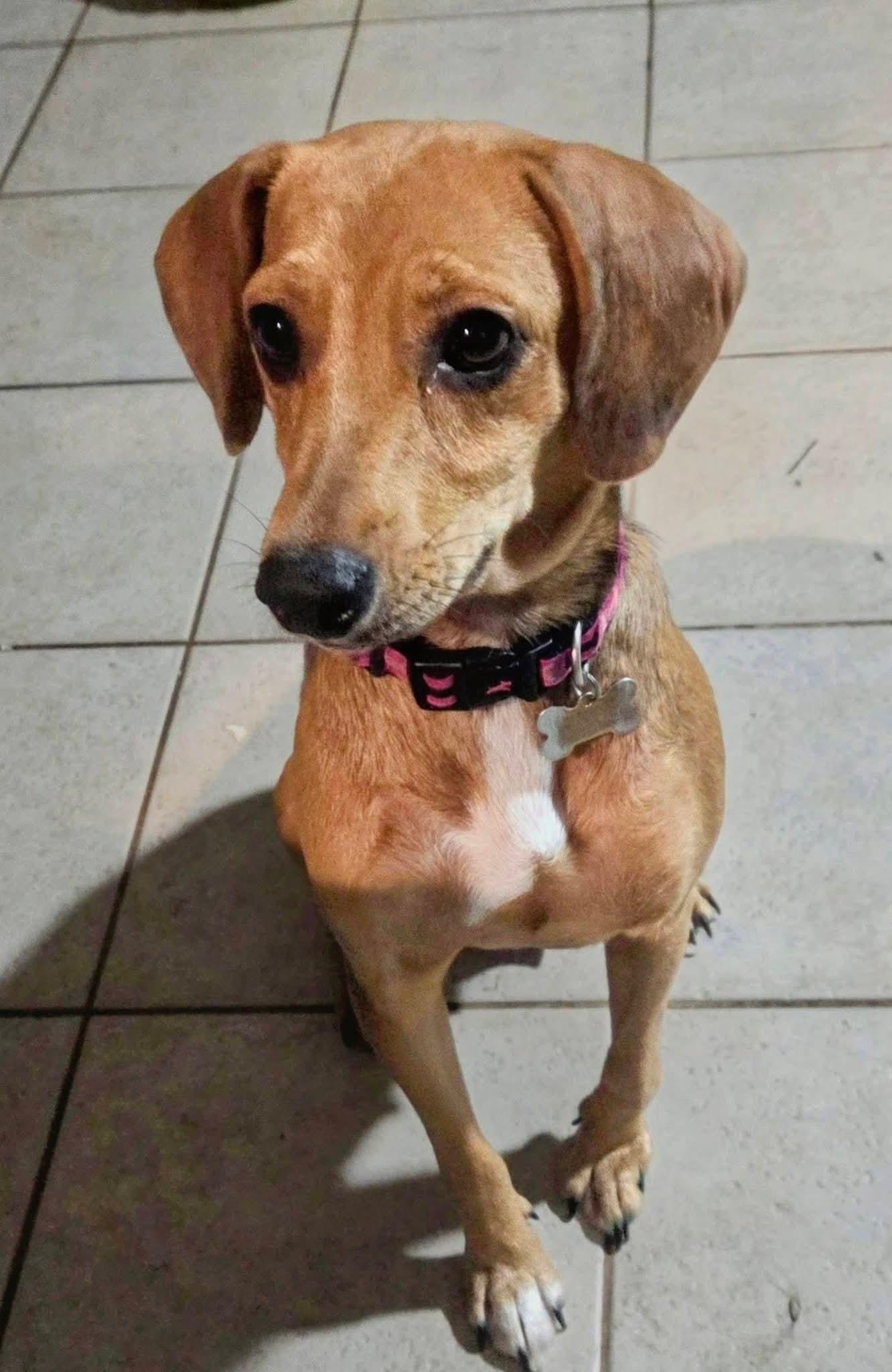 Enlarge Anya, a Adoptable mixed breed in Fort Walton Beach, FL image 3/5