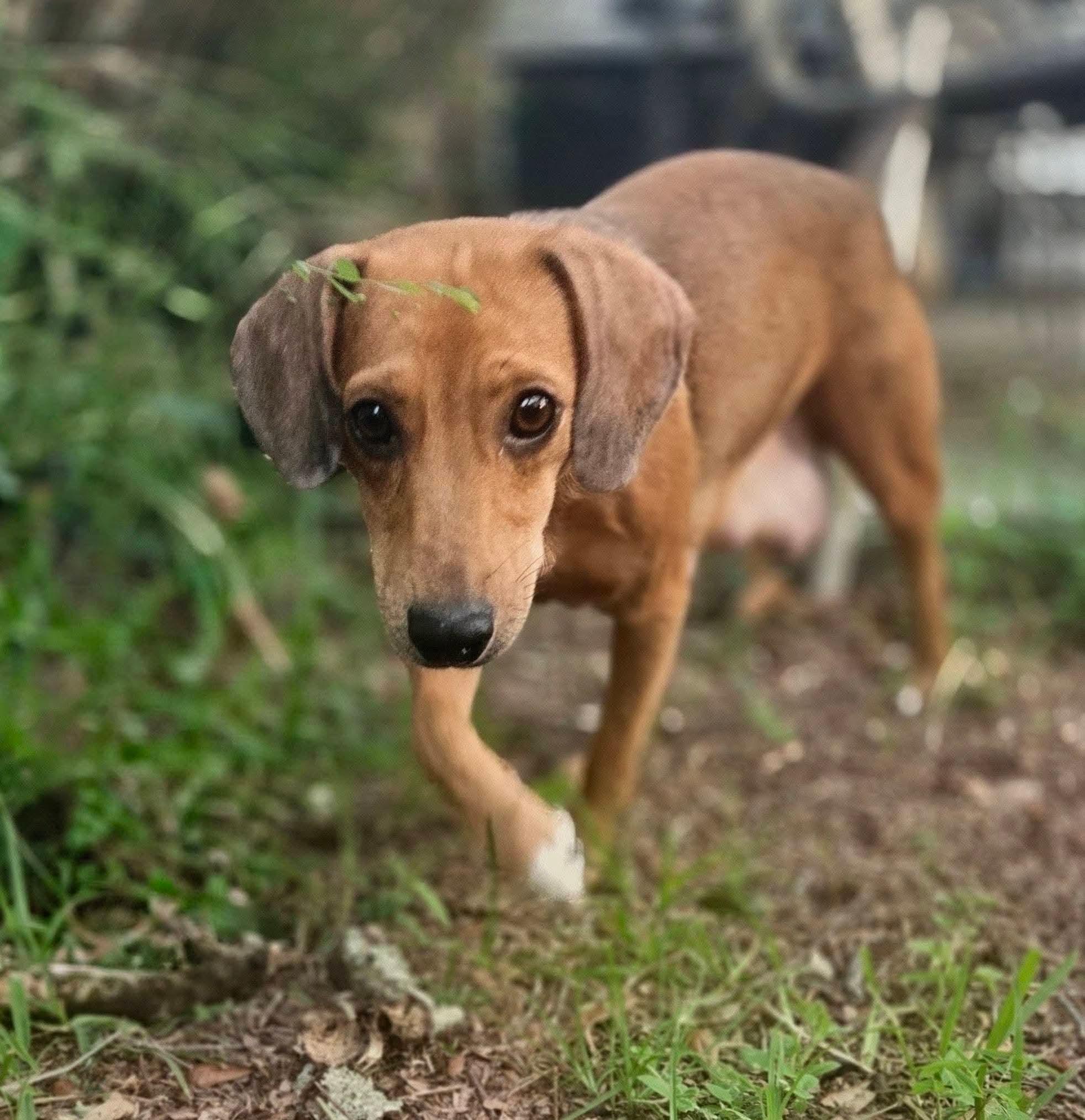 Anya, Adoptable, Young Female Dachshund.