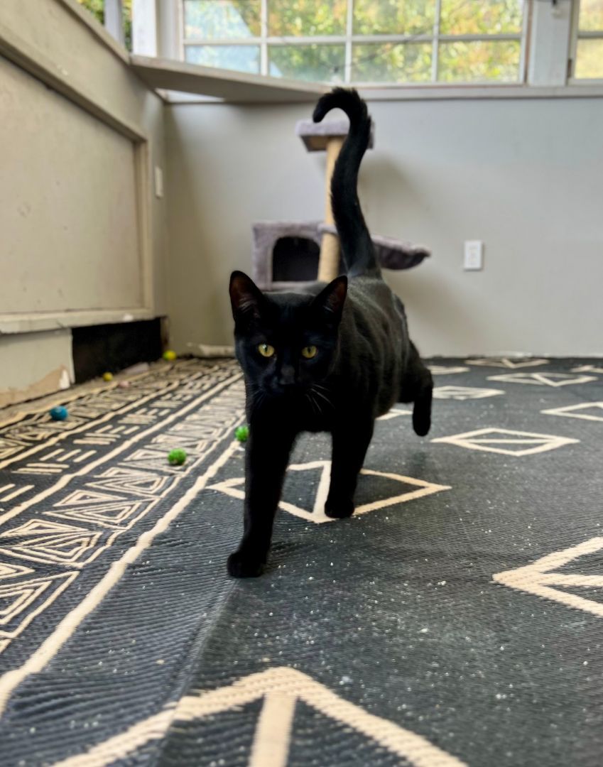 Bao, a Adoptable Domestic Short Hair in Oceanside, CA image 6/8