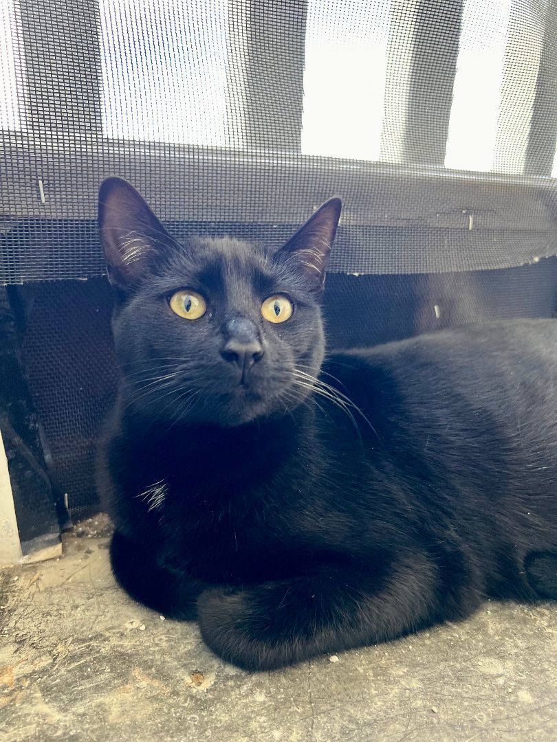 Enlarge Bao, a Adoptable Domestic Short Hair in Oceanside, CA image 7/8