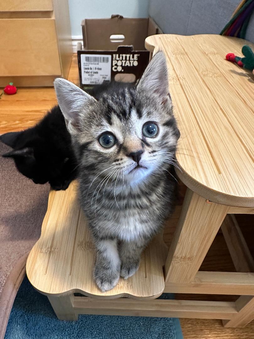 Enlarge Brie bonded with Jack , an adoptable Tabby in Hamilton, ON image 2/2