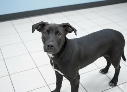 Sambo, Adoptable, Young Male Feist & Mixed Breed.