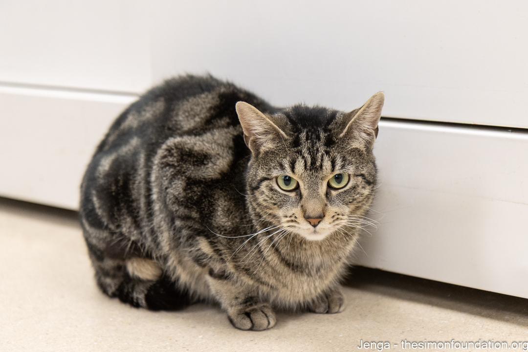 Enlarge Jenga, a ADOPTABLE Domestic Short Hair in Bloomfield, CT image 2/4