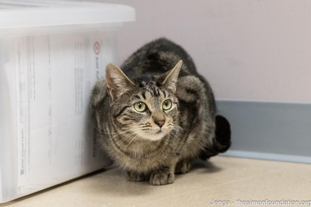 Enlarge Jenga, a ADOPTABLE Domestic Short Hair in Bloomfield, CT image 3/4