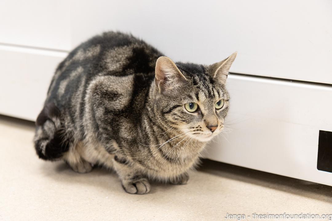 Enlarge Jenga, a ADOPTABLE Domestic Short Hair in Bloomfield, CT image 4/4