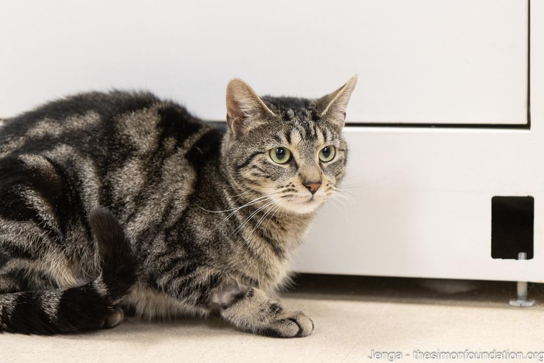 Jenga, ADOPTABLE, Adult Female Domestic Short Hair.