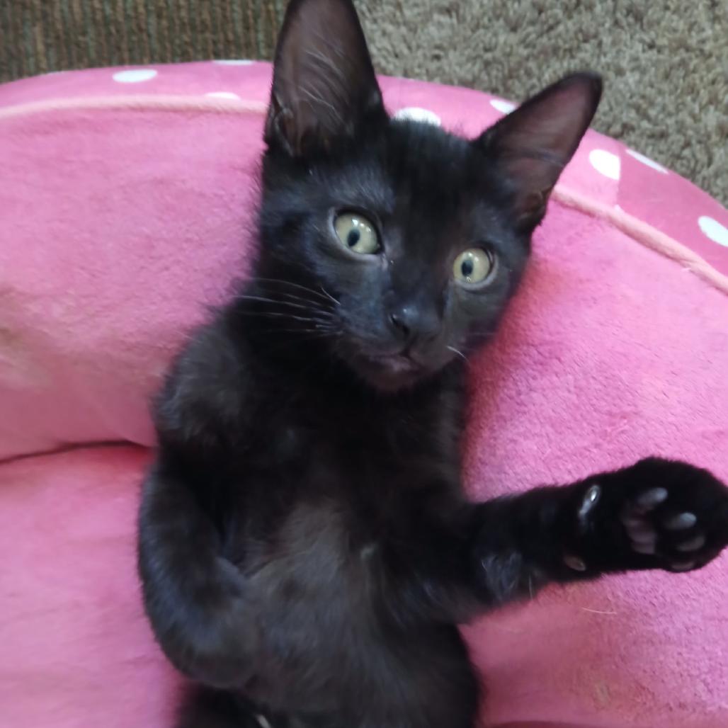 Pocahontas, Adoptable, Kitten Female Domestic Short Hair.