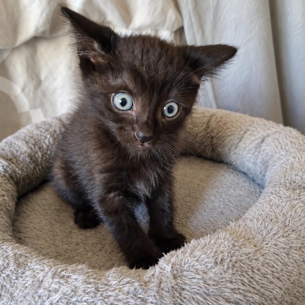 Enlarge Pocahontas, a Adoptable Domestic Short Hair in Commerce City, CO image 2/6