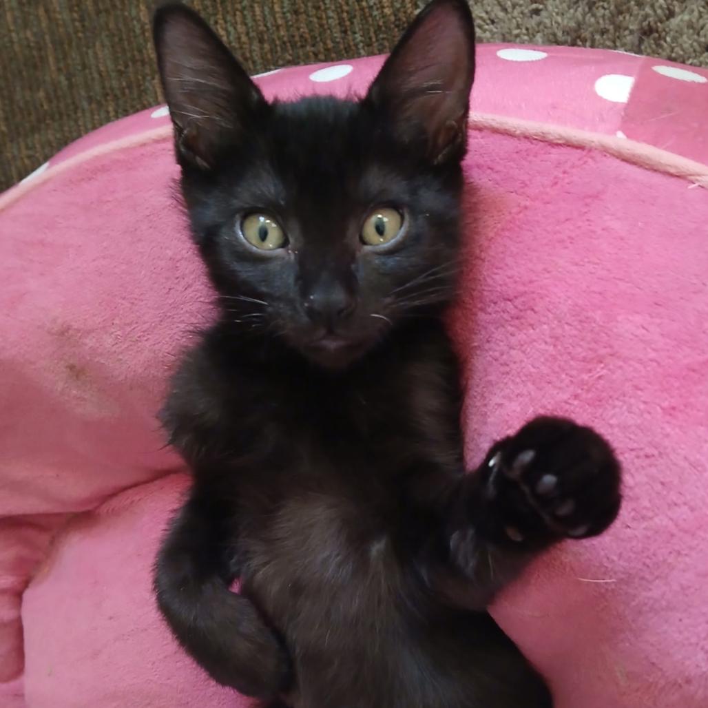 Enlarge Pocahontas, a Adoptable Domestic Short Hair in Commerce City, CO image 3/6