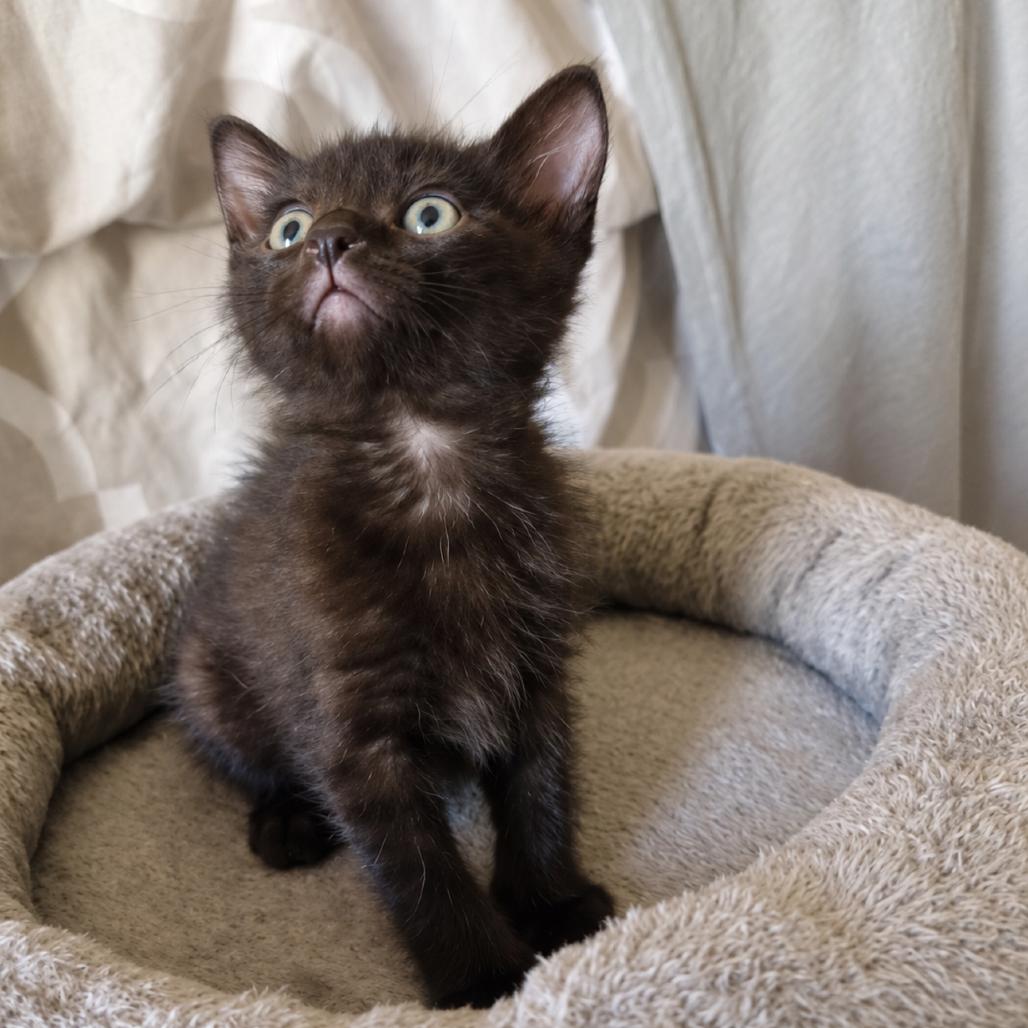 Enlarge Pocahontas, a Adoptable Domestic Short Hair in Commerce City, CO image 4/6