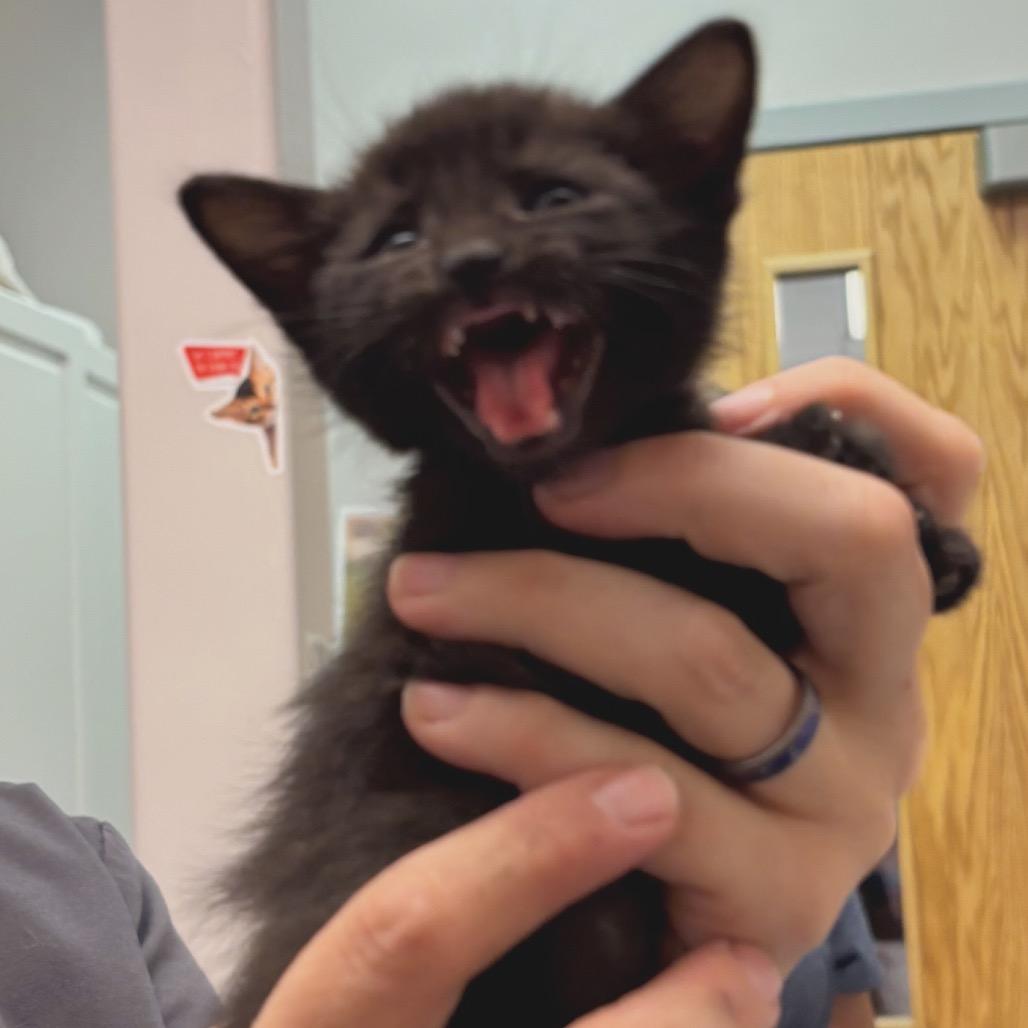 Enlarge Pocahontas, a Adoptable Domestic Short Hair in Commerce City, CO image 6/6