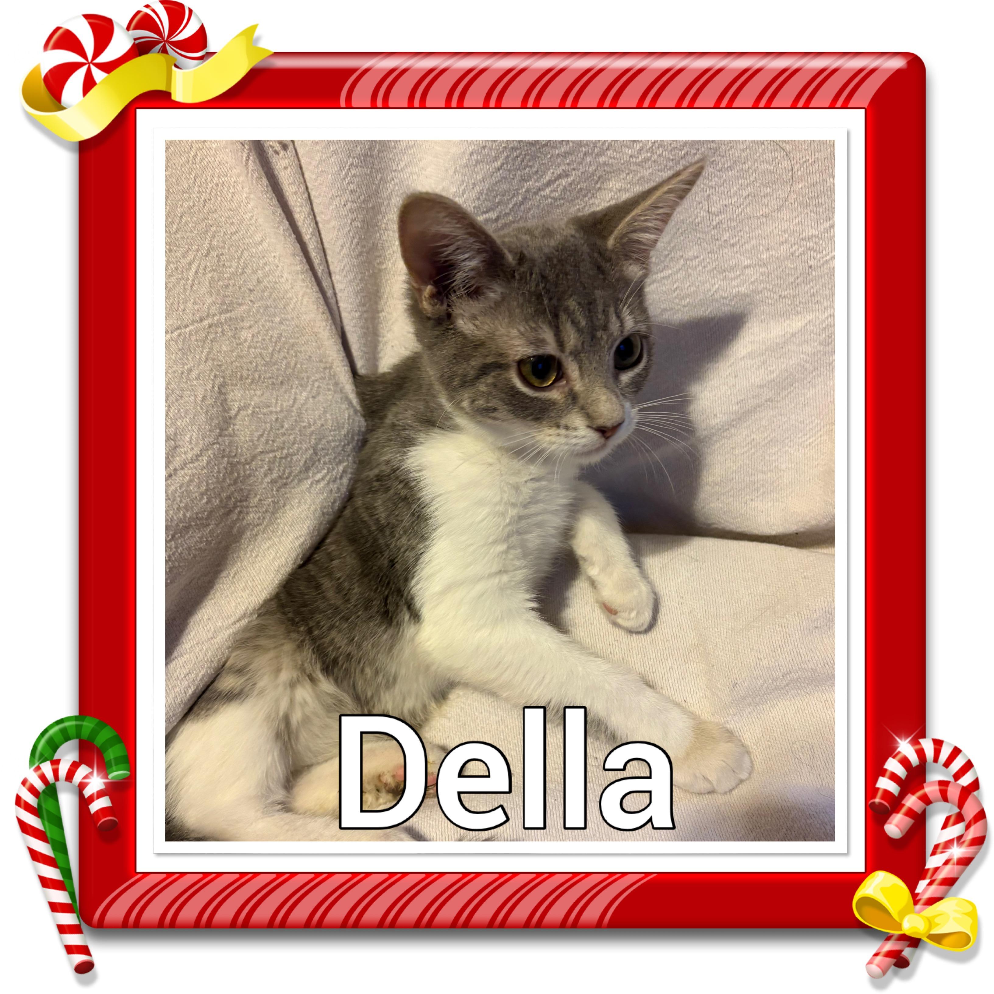 Enlarge Della, a ADOPTABLE Tabby in Lebanon, MO image 1/1