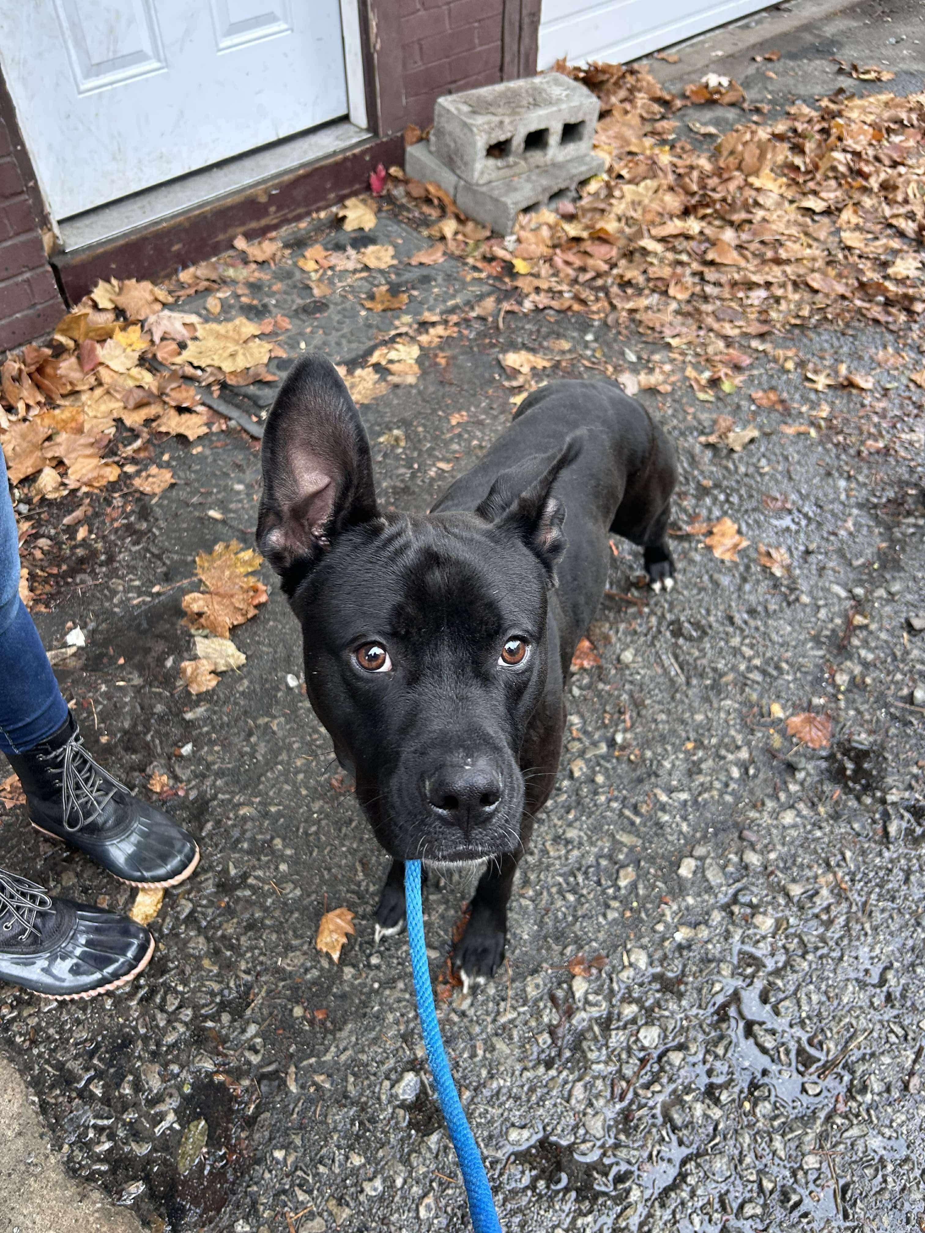 Enlarge Nitro, a Adoptable Mixed Breed in McKeesport, PA image 1/6
