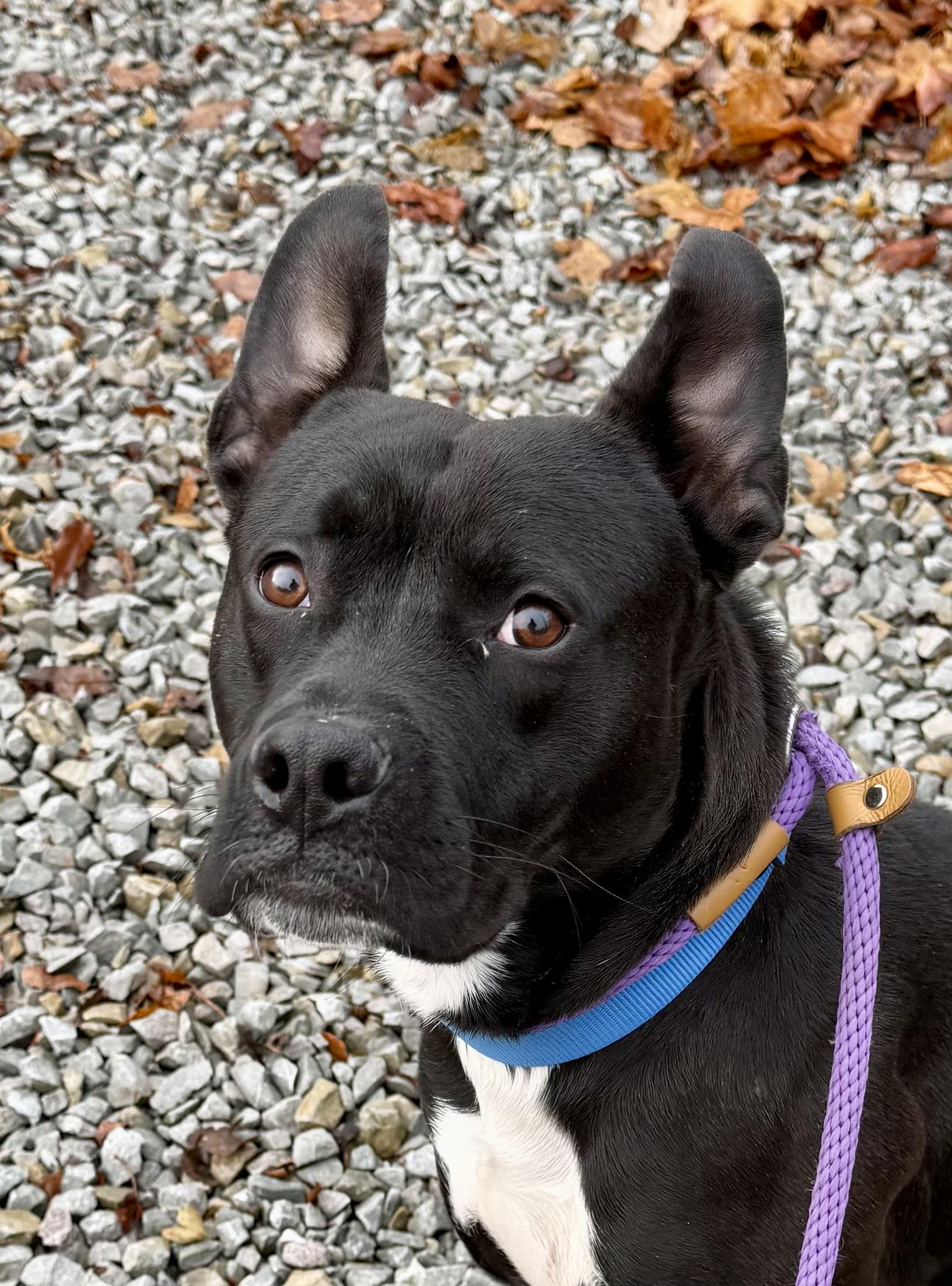 Enlarge Nitro, a Adoptable Mixed Breed in McKeesport, PA image 2/6
