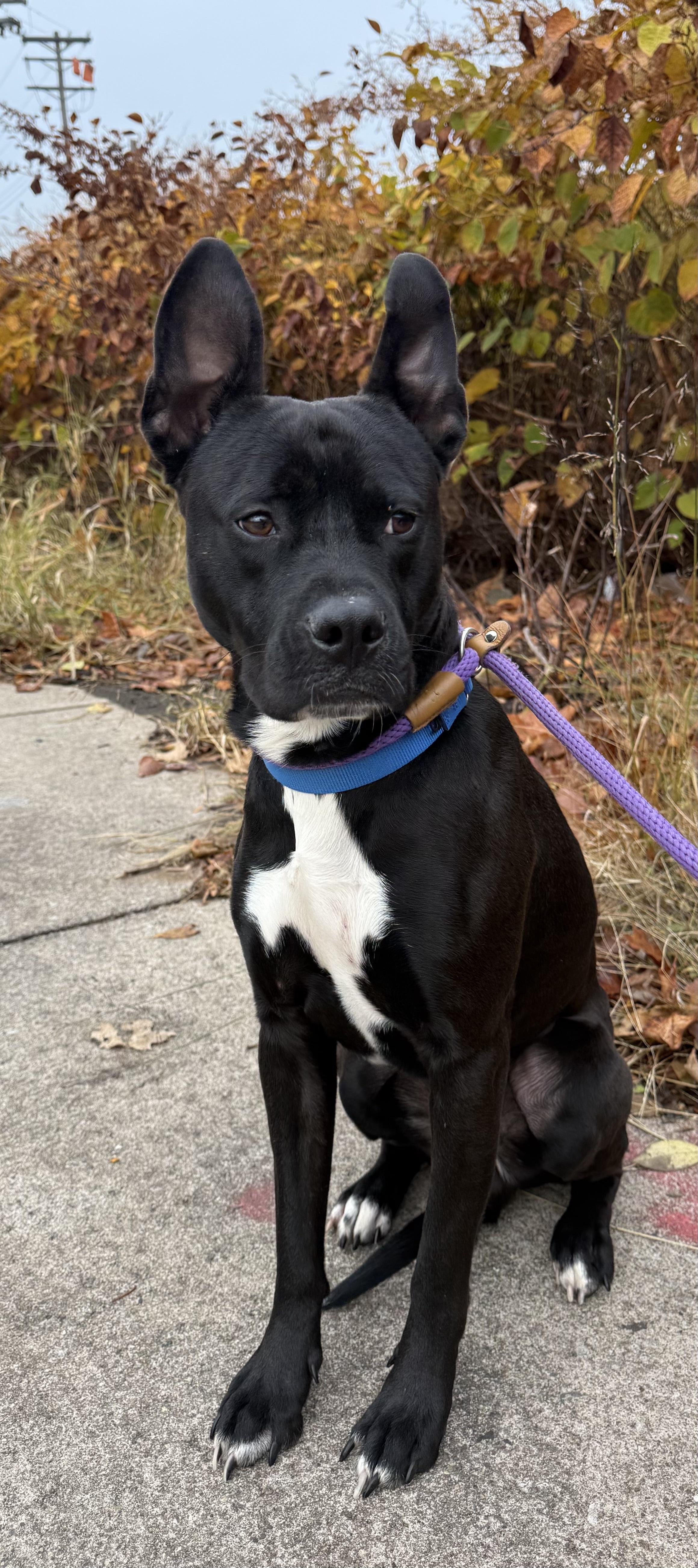 Enlarge Nitro, a Adoptable Mixed Breed in McKeesport, PA image 3/6