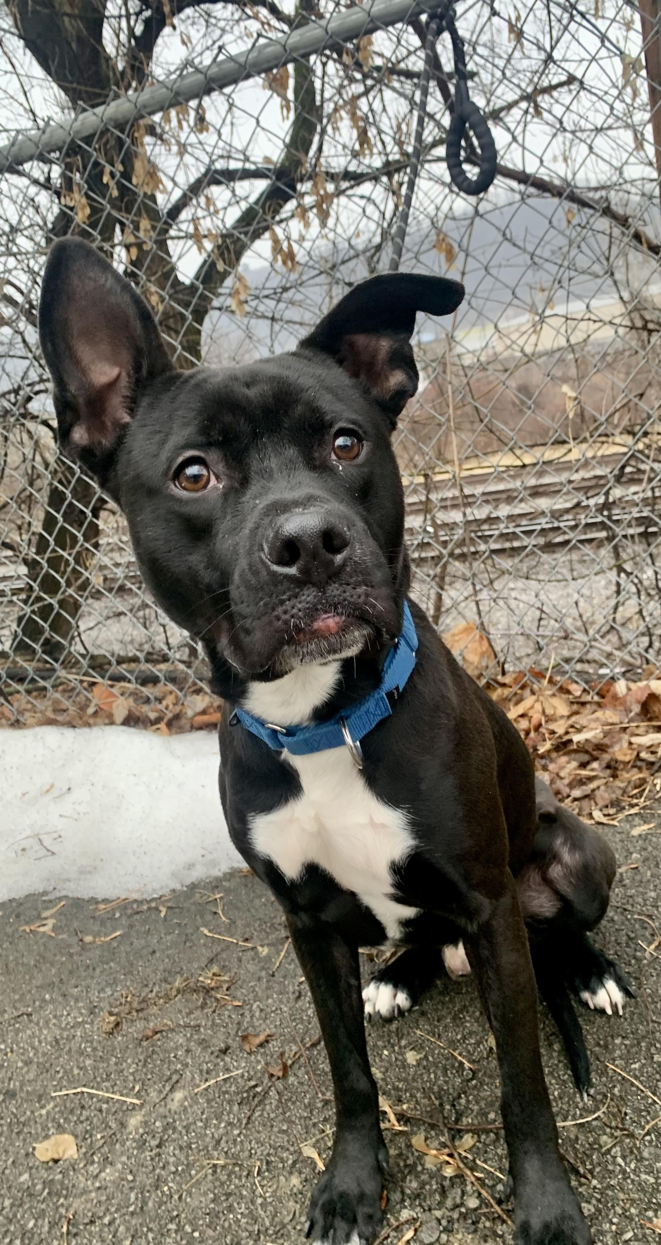 Enlarge Nitro, a Adoptable Mixed Breed in McKeesport, PA image 4/6