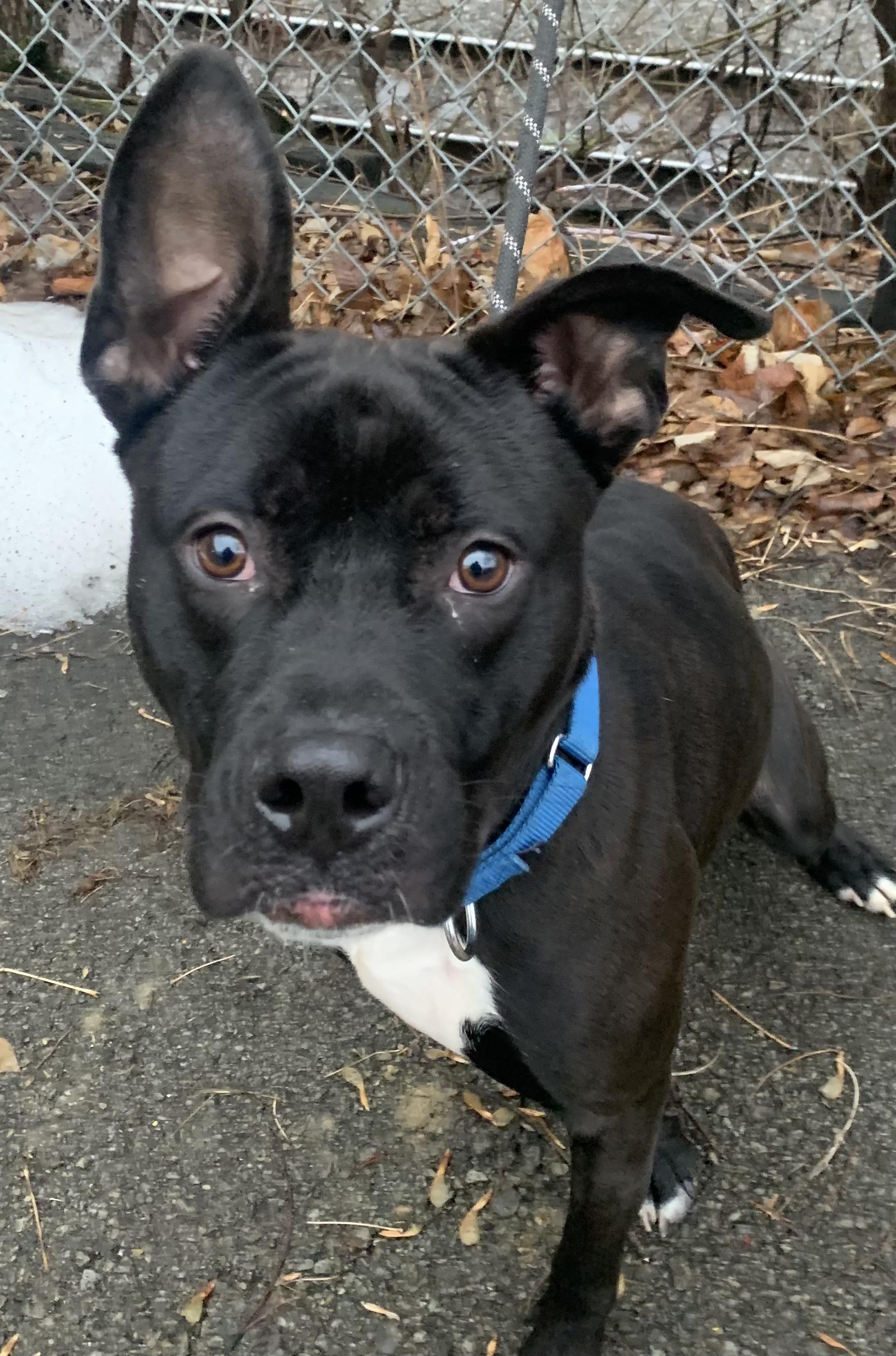 Enlarge Nitro, a Adoptable Mixed Breed in McKeesport, PA image 5/6