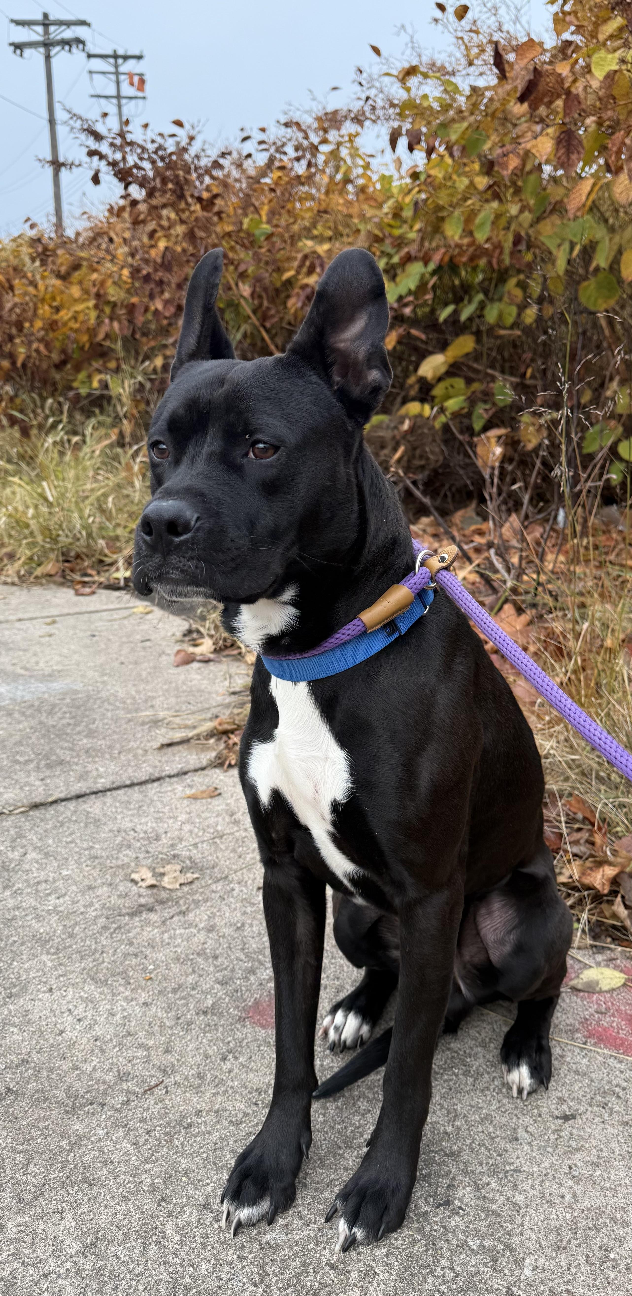 Enlarge Nitro, a Adoptable Mixed Breed in McKeesport, PA image 4/6