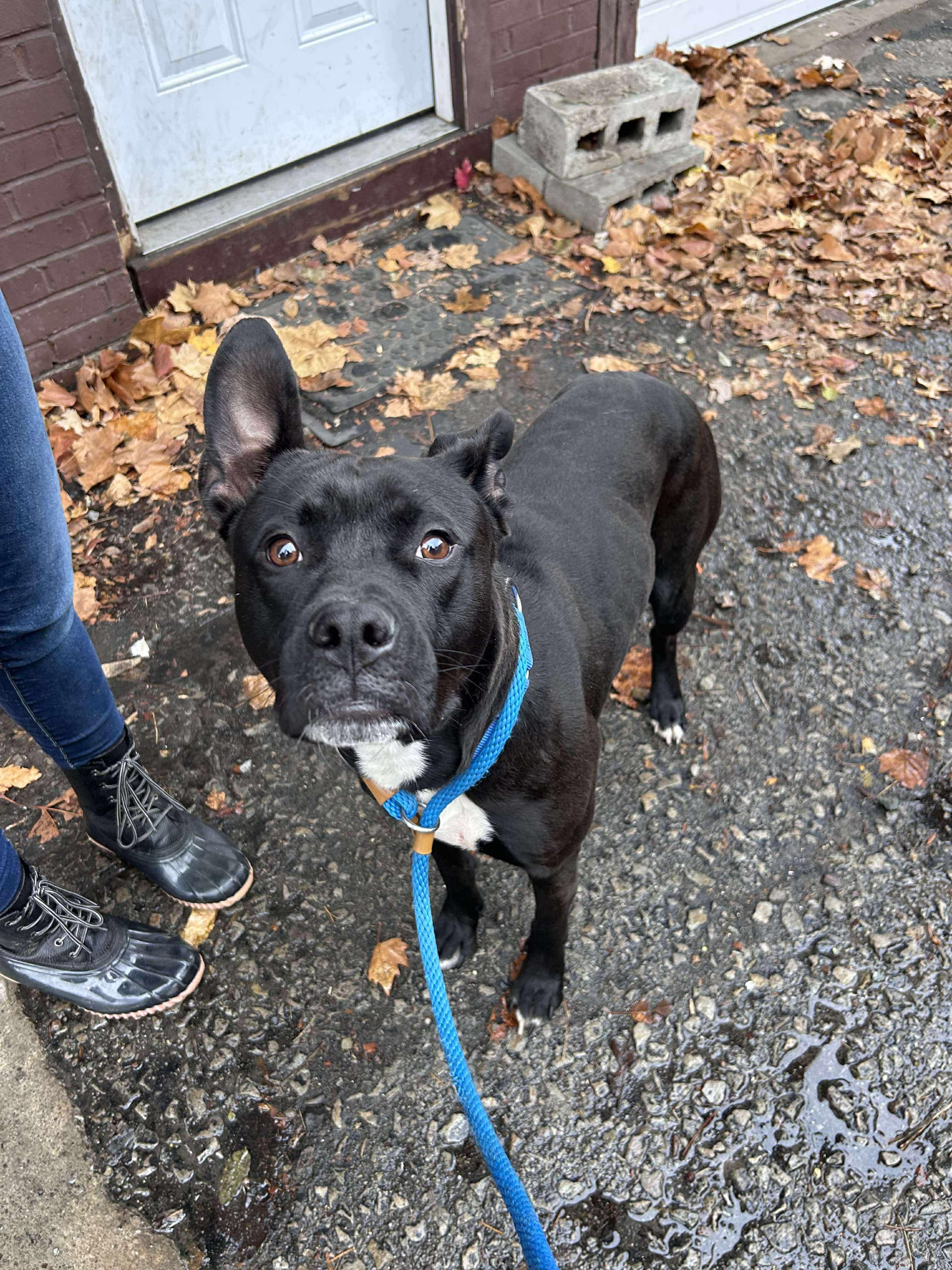 Enlarge Nitro, a Adoptable Mixed Breed in McKeesport, PA image 5/6