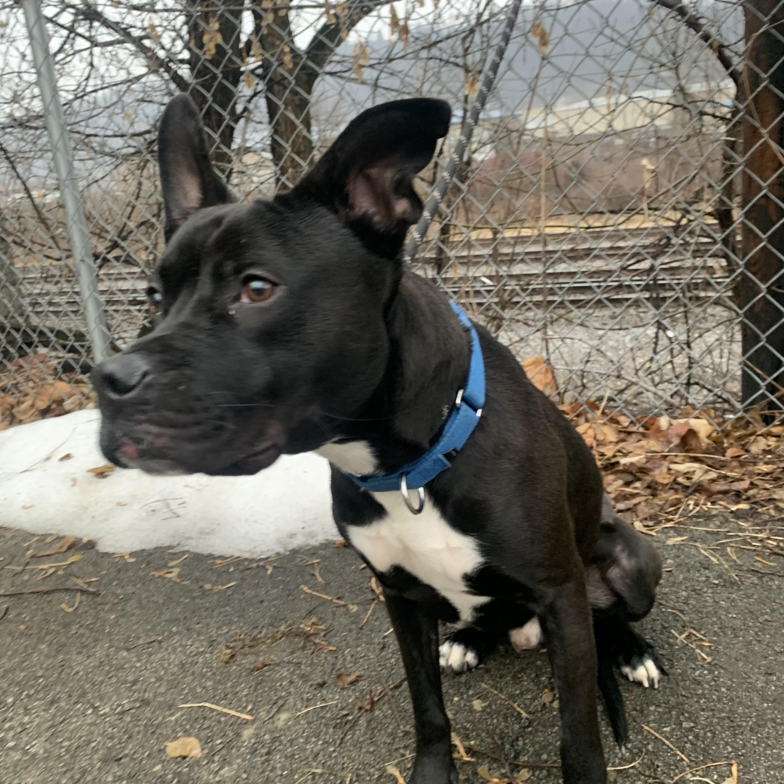 Enlarge Nitro, a Adoptable Mixed Breed in McKeesport, PA image 3/6