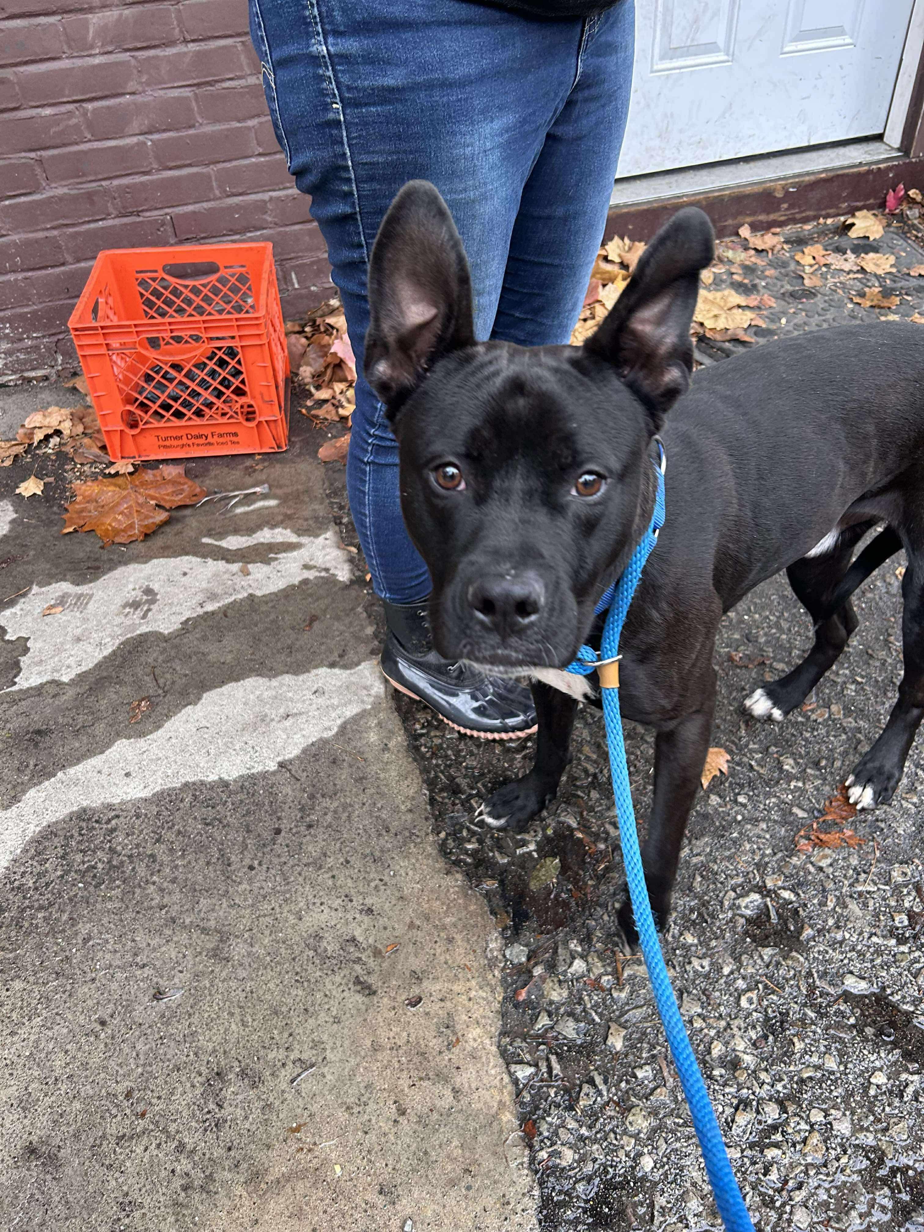 Enlarge Nitro, a Adoptable Mixed Breed in McKeesport, PA image 6/6