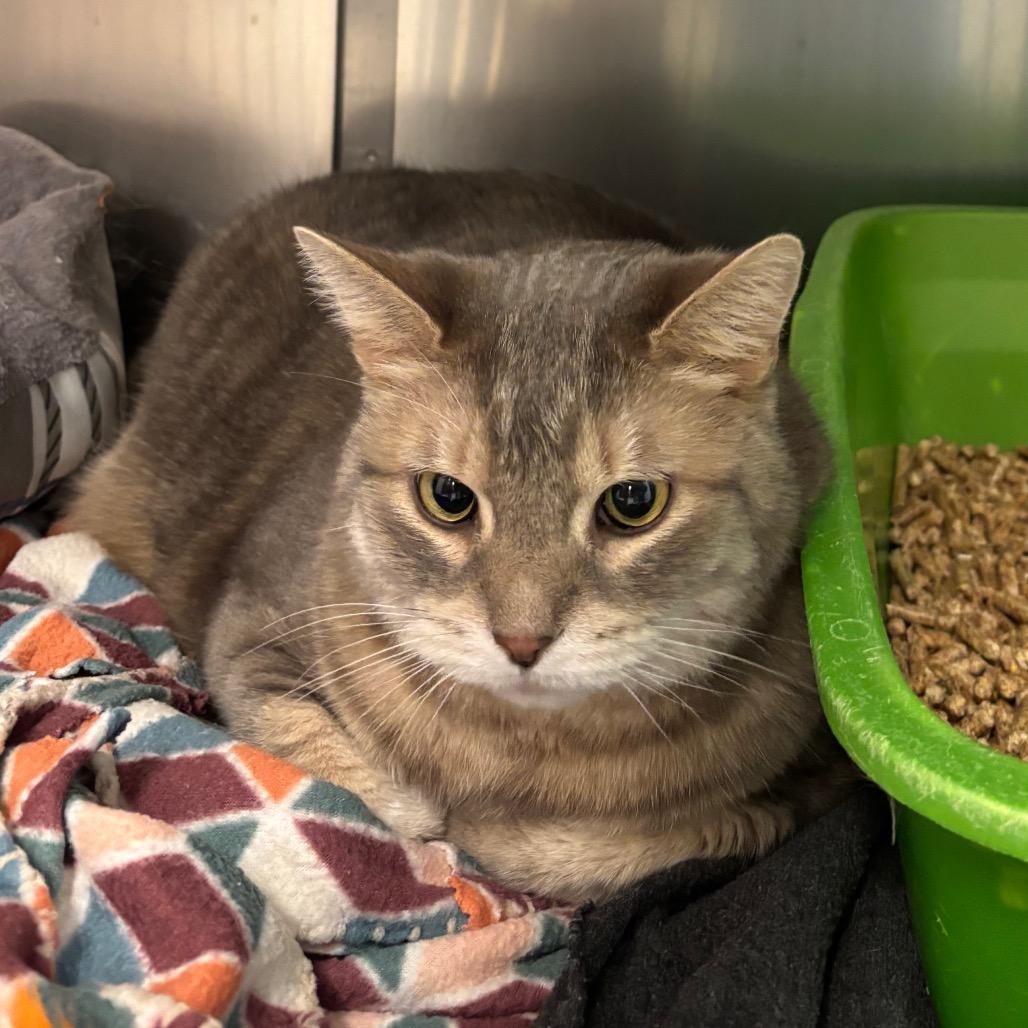 Daryl, Adoptable, Adult Male Domestic Short Hair.