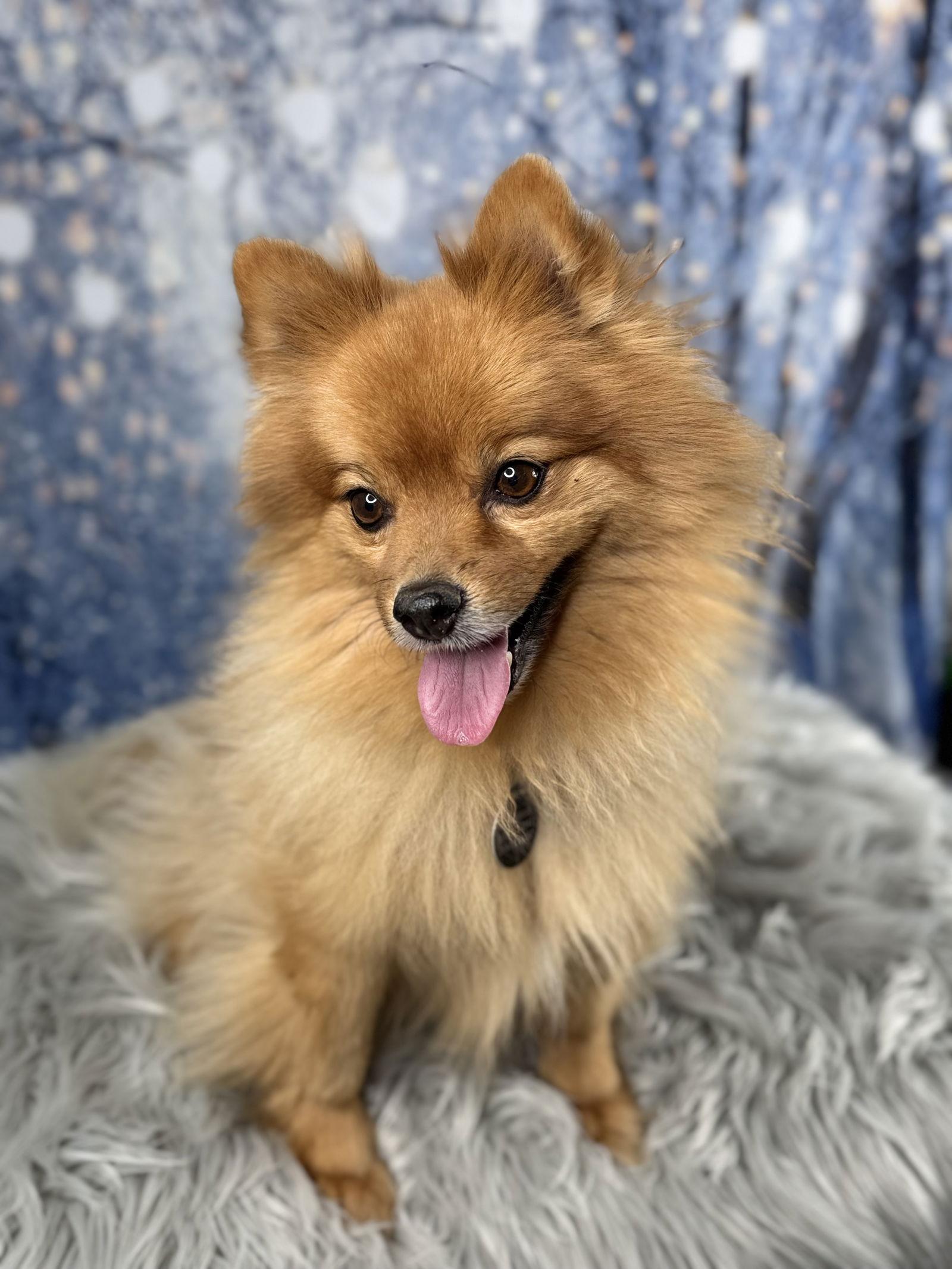 Zaxx, Adoptable, Adult Male Pomeranian.