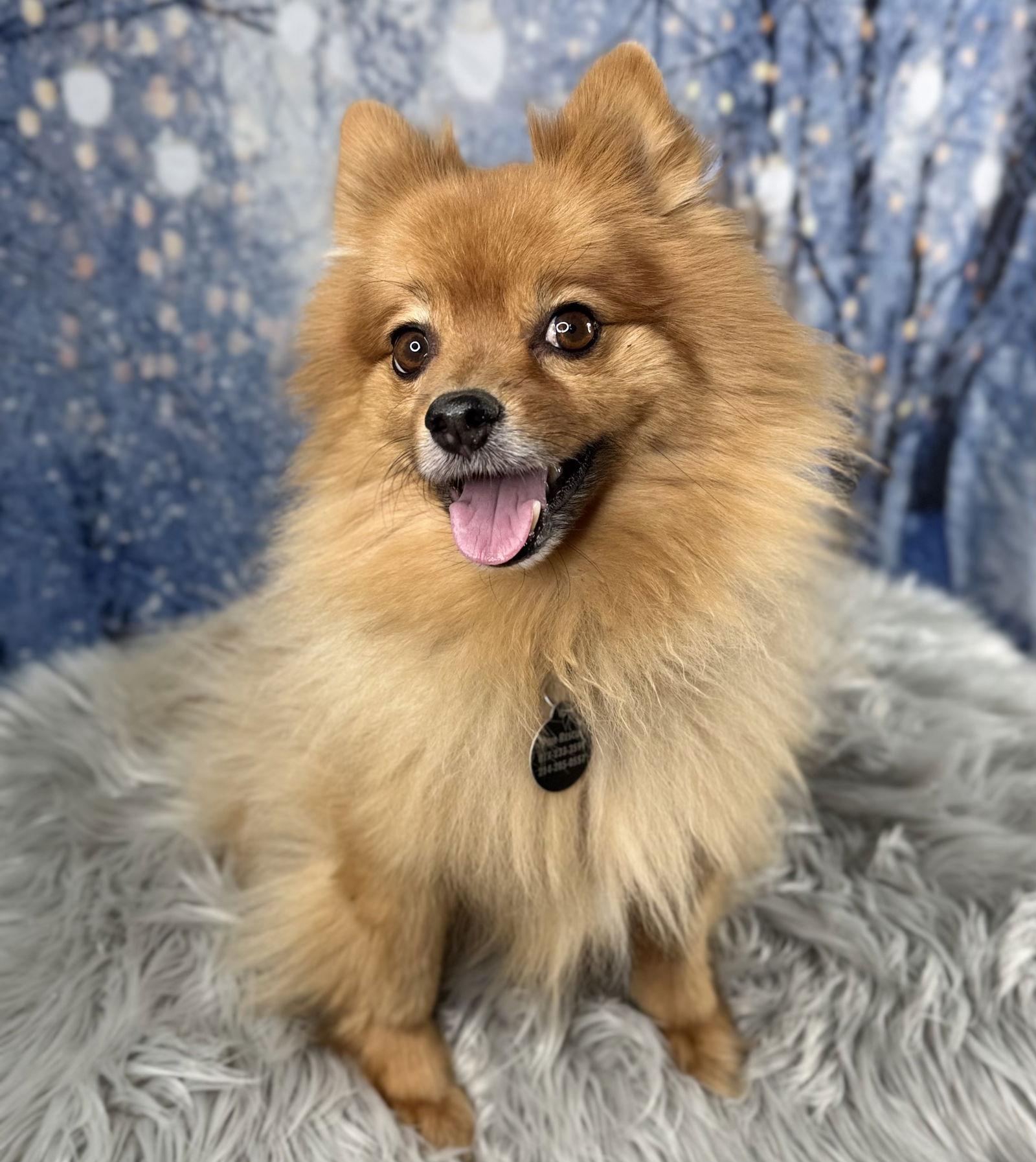 Enlarge Zaxx, a Adoptable Pomeranian in Garland, TX image 3/3