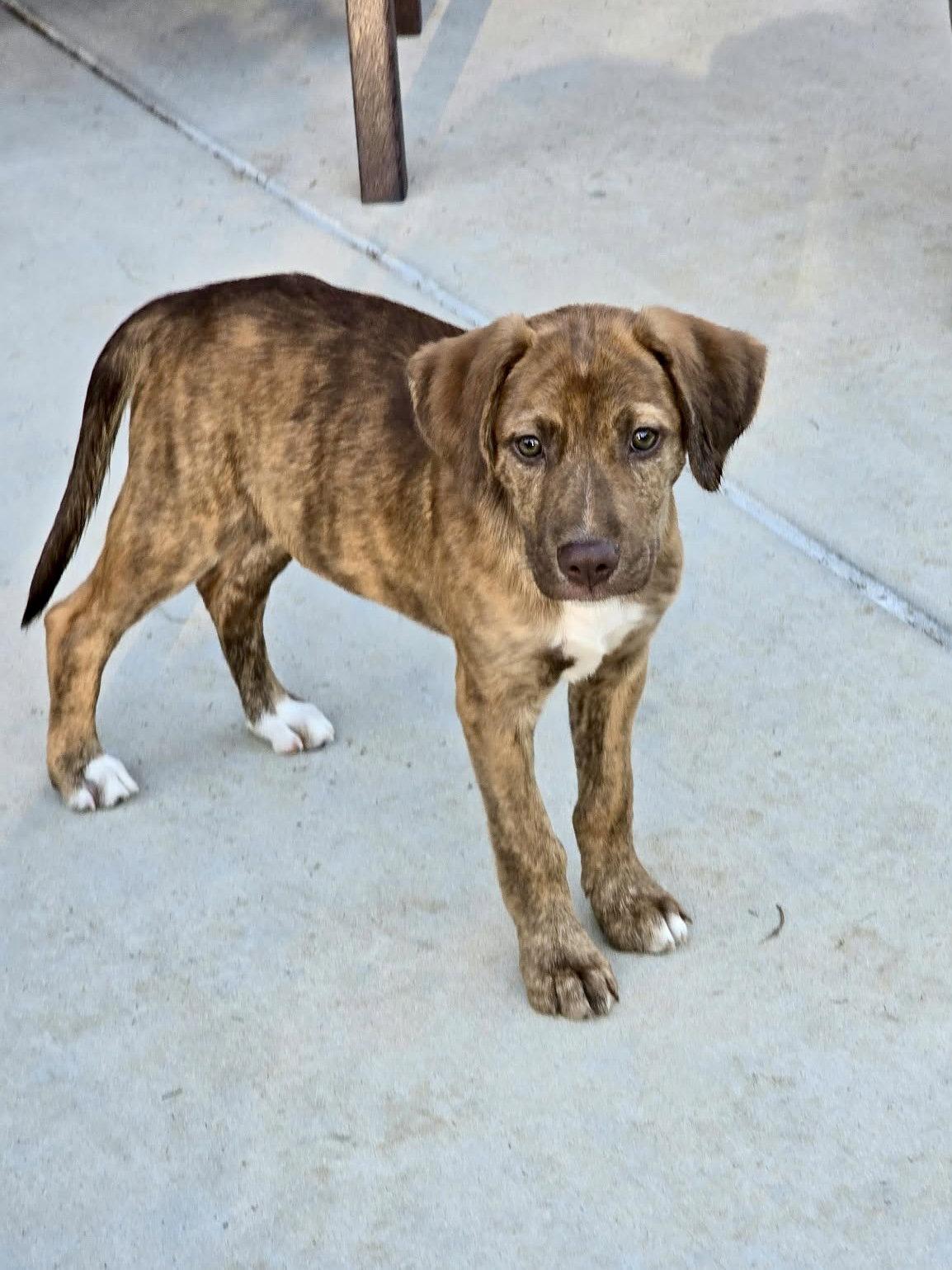 Enlarge Roo, a Adopted Hound in Barnhart, MO image 1/3