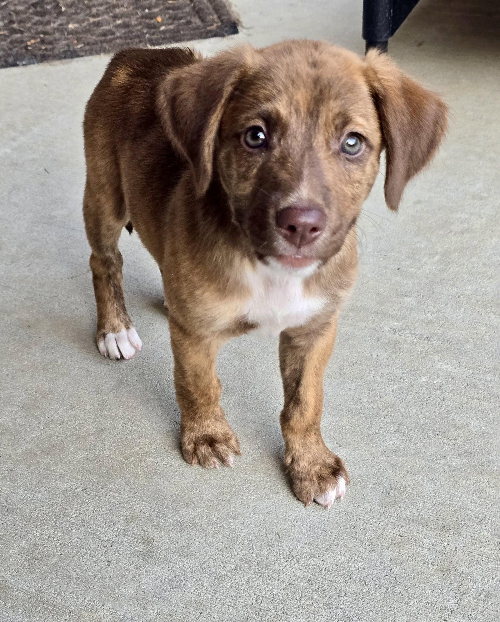 Roo, Adoptable, Puppy Female Hound.