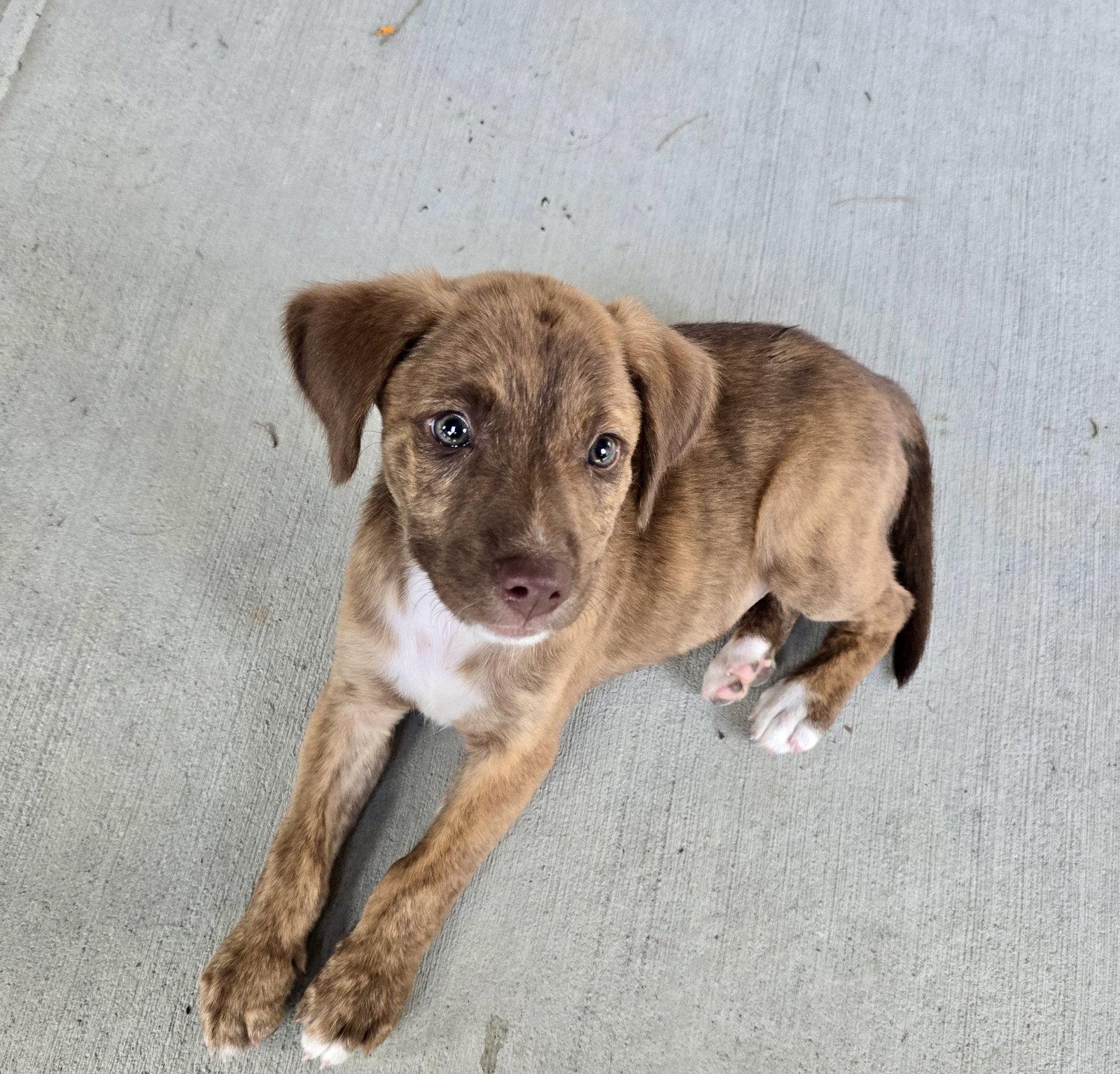 Enlarge Roo, a Adoptable Hound in Barnhart, MO image 2/3