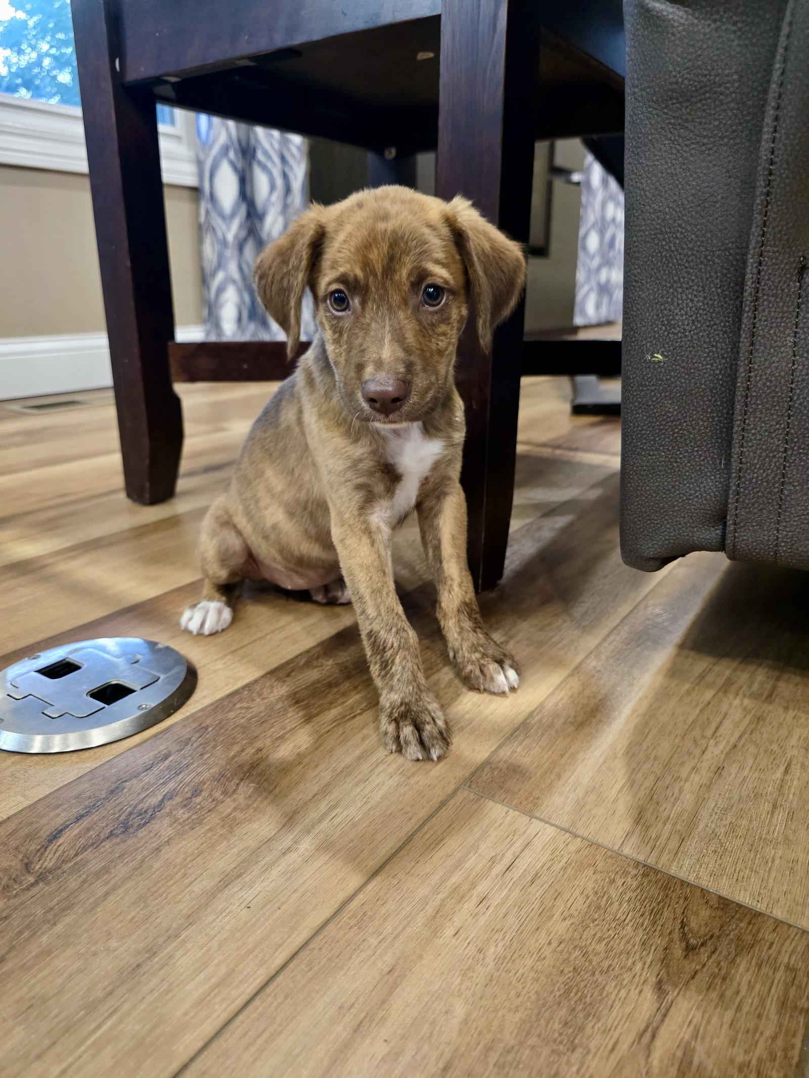 Enlarge Roo, a Adoptable Hound in Barnhart, MO image 3/3