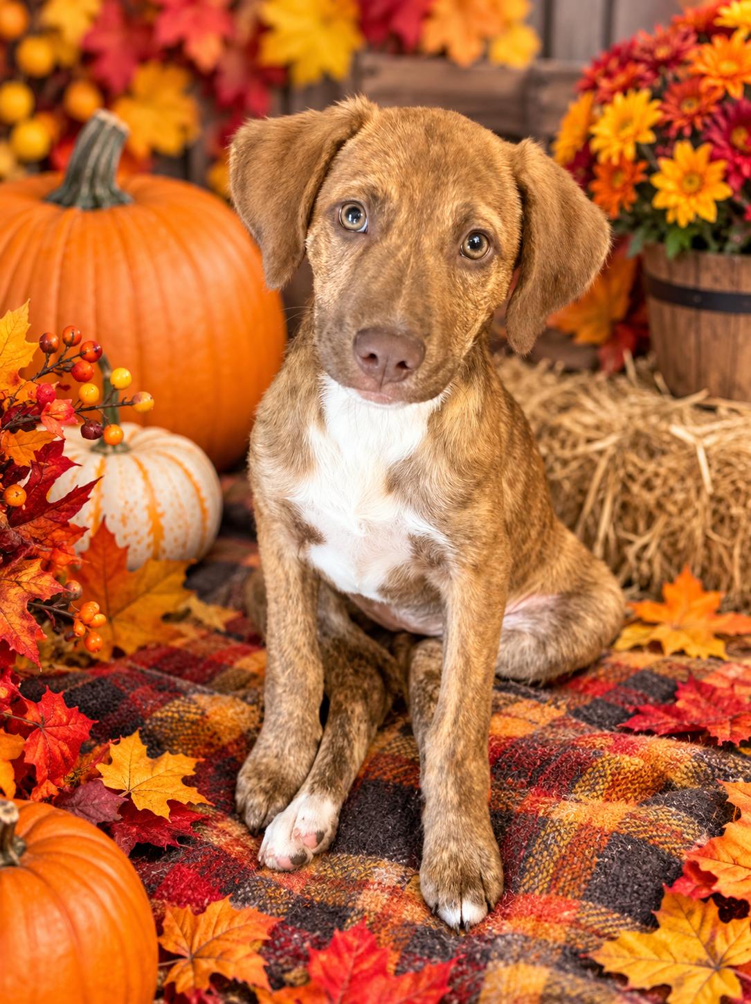 Enlarge Roo, a Adopted Hound in Barnhart, MO image 3/3