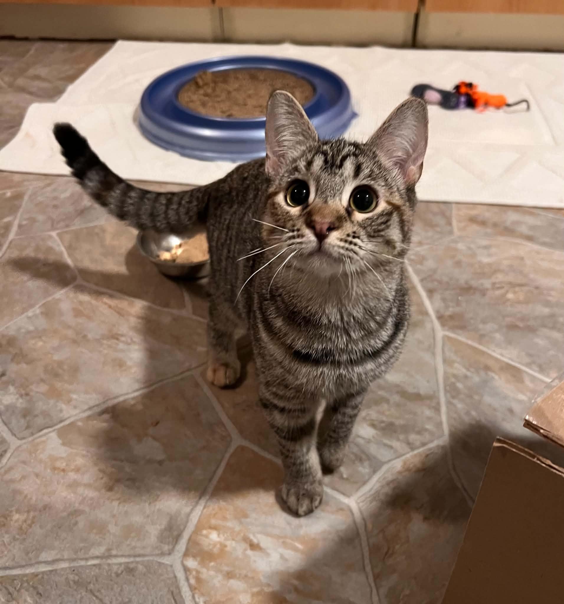 Tabitha, Adopted, Kitten Female Tabby.
