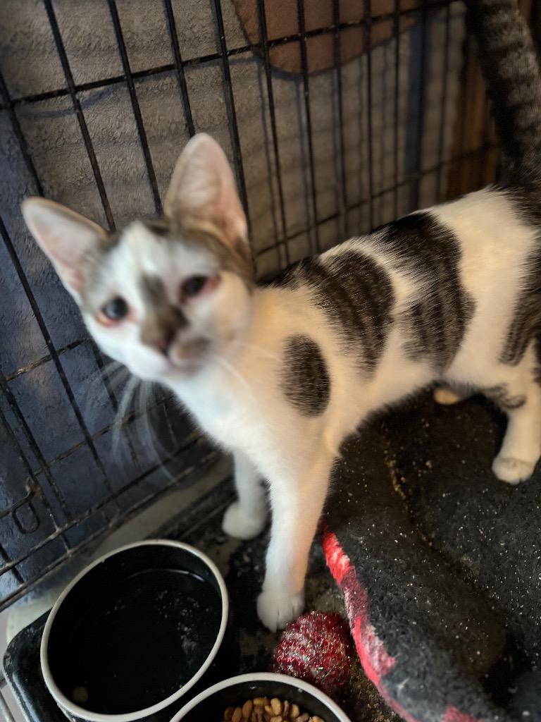 Darcy, Adoptable, Young Female Domestic Short Hair.