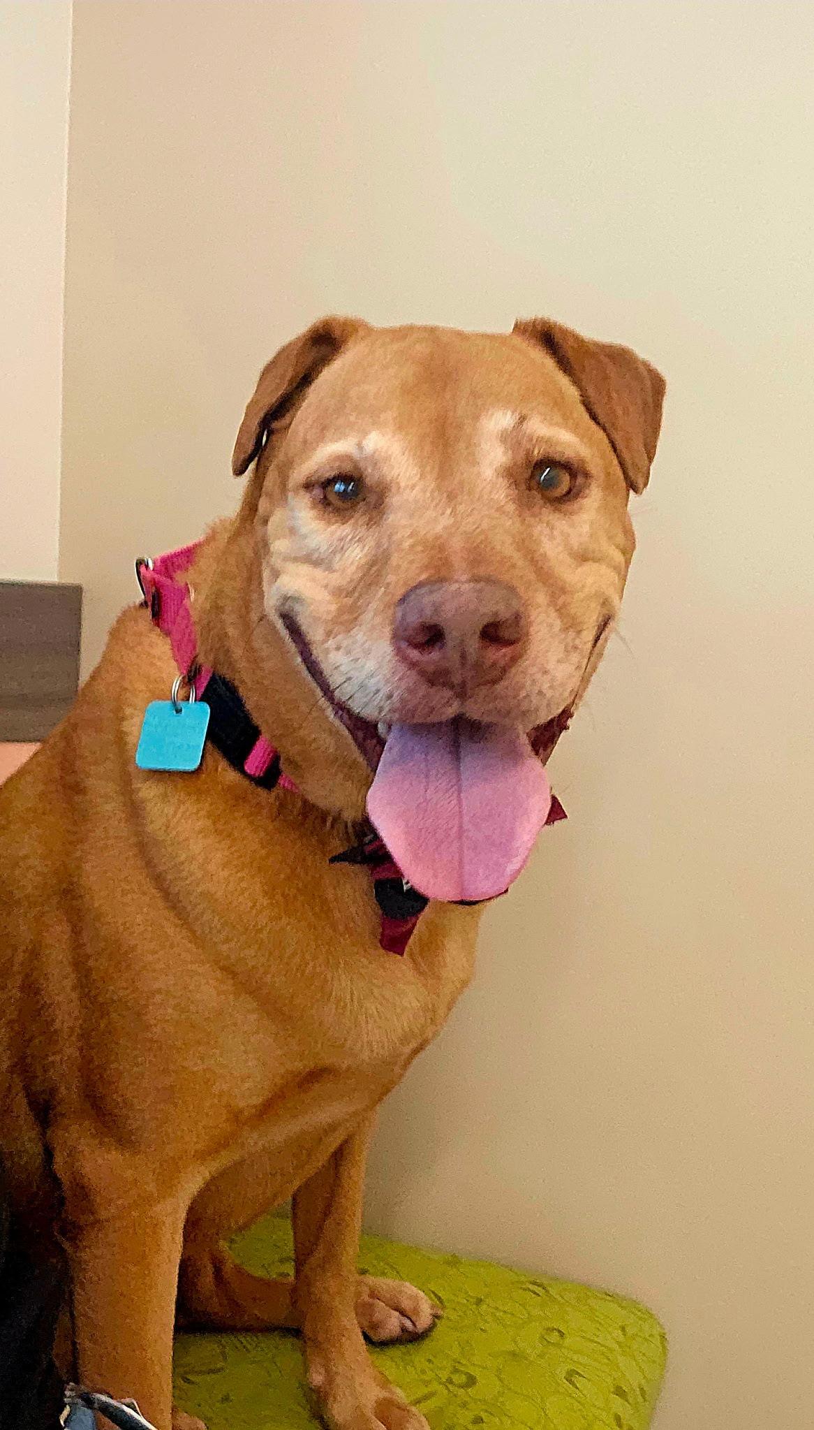 Dolce, a Adoptable Shar-Pei in Tempe, AZ image 1/3