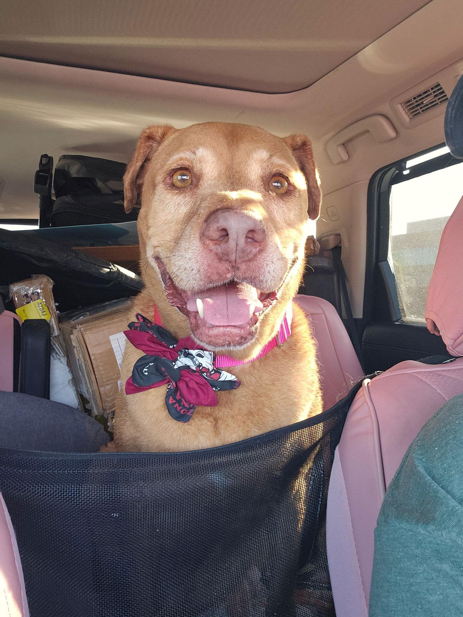 Dolce, a Adoptable Shar-Pei in Tempe, AZ image 2/3