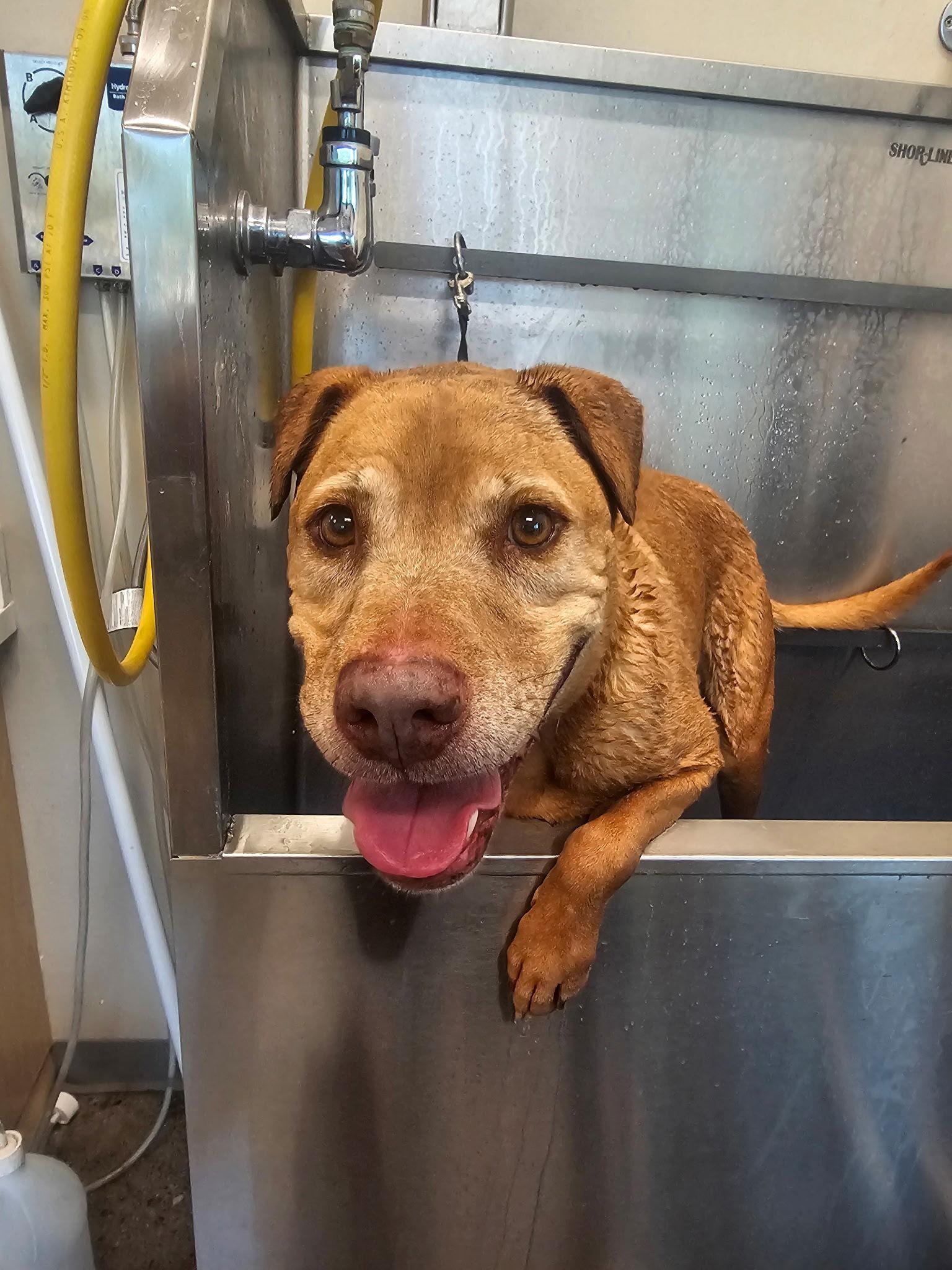 Dolce, a Adoptable Shar-Pei in Tempe, AZ image 3/3