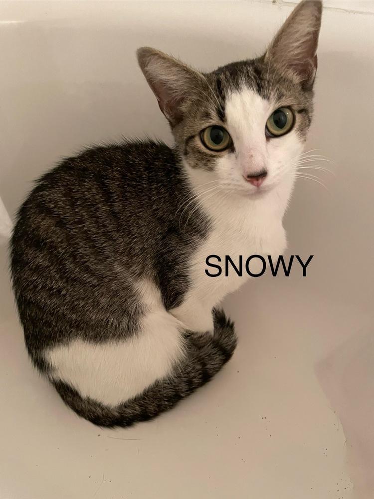 Sensational Snowy, Adoptable, Young Female Domestic Short Hair.