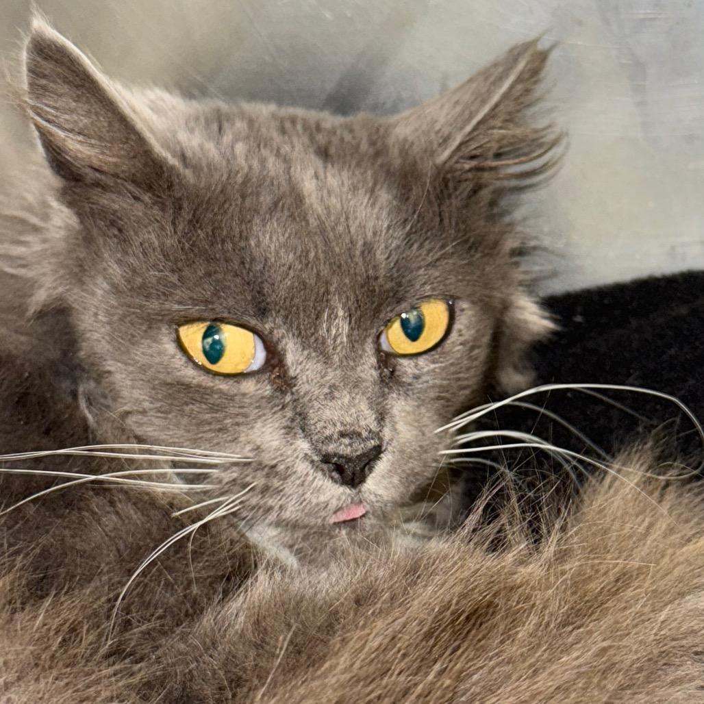 Hope, a Adoptable mixed breed in Galax, VA image 1/4