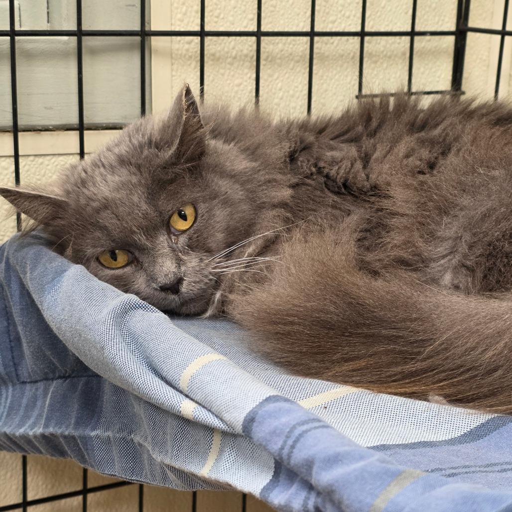 Hope, a Adoptable mixed breed in Galax, VA image 2/4