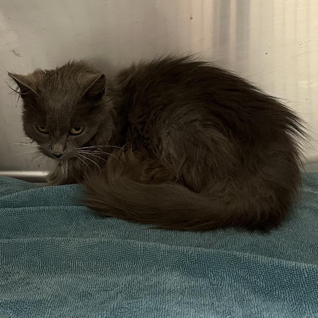 Hope, a Adoptable mixed breed in Galax, VA image 3/4