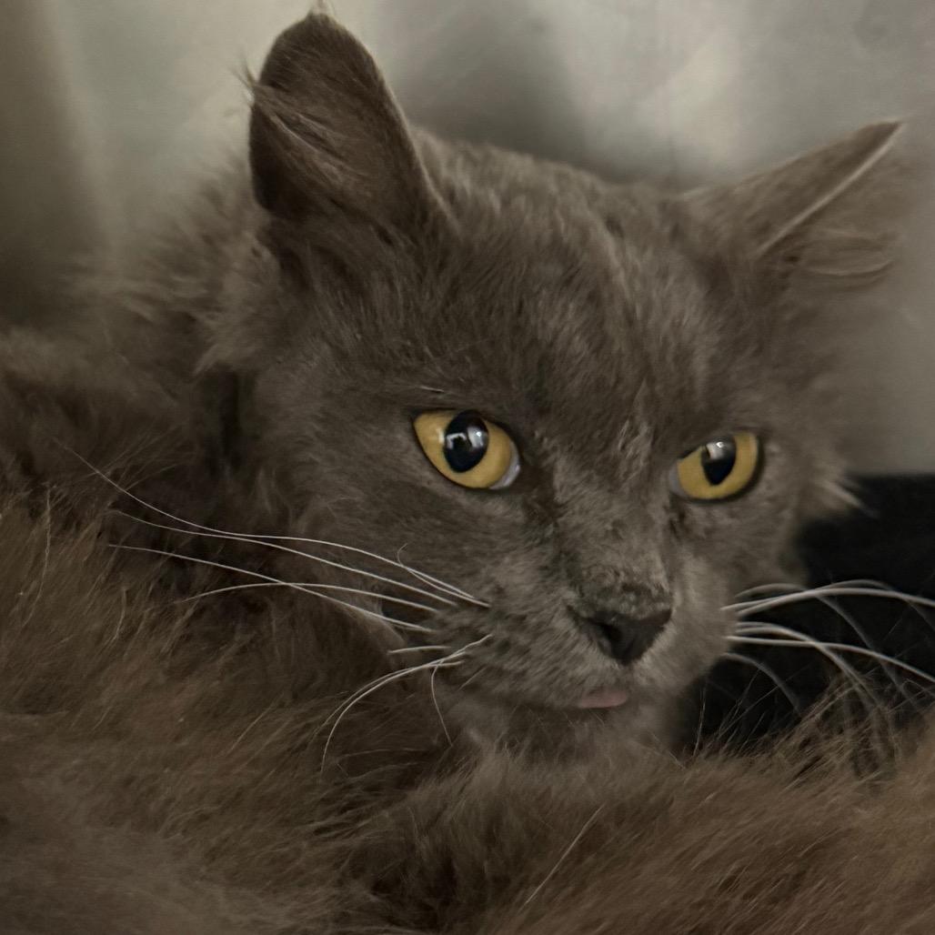 Hope, a Adoptable mixed breed in Galax, VA image 4/4