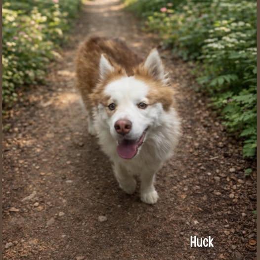 Huck, ADOPTABLE, Young Male Husky.
